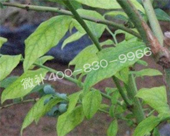 藍莓黃葉是缺素還是病害？