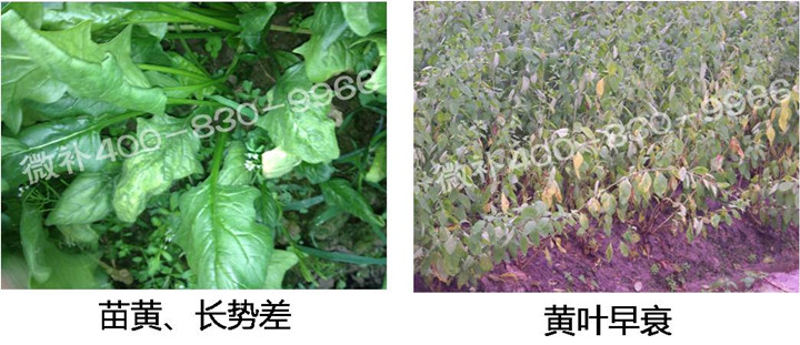 2、苗期后期.jpg