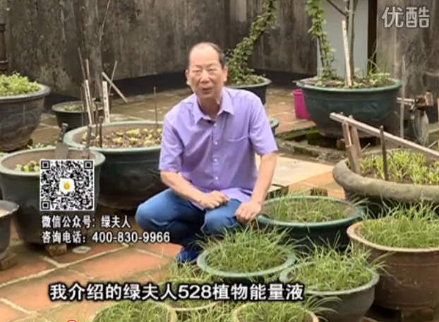 20160509珠江臺搖錢(qián)樹(shù)：天臺種葉菜用綠夫人營(yíng)養液，抗病好、長(cháng)勢綠