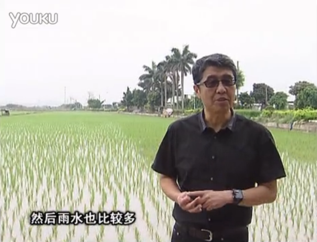 20160530珠江臺搖錢(qián)樹(shù)：水稻、甘蔗用微補方案，促根壯長(cháng)勢，提高收益