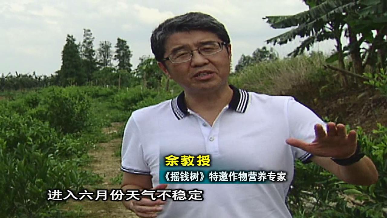 20160613珠江臺搖錢(qián)樹(shù)：柑橘?lài)娢⒀a蓋力、淋根力鈣，補鈣減少裂果、太陽(yáng)果、果更硬