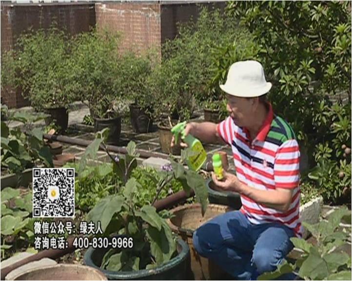 20160613珠江臺搖錢(qián)樹(shù)：天臺種茄瓜用綠夫人，長(cháng)勢靚，開(kāi)花結果好