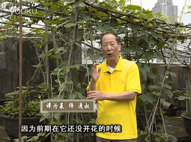 20160627珠江臺搖錢(qián)樹(shù)：天臺豆角用綠夫人528營(yíng)養液，開(kāi)花好結豆期長(cháng)