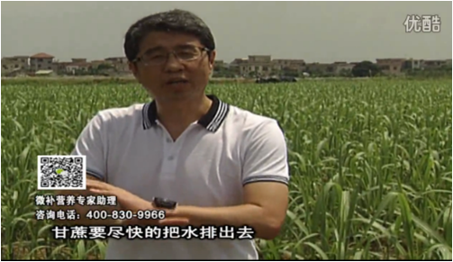 20160620珠江臺搖錢(qián)樹(shù)：甘蔗雨多漚根？淋微補根力鈣+精力、噴果力+壯力，促根壯長(cháng)、甘蔗起灰好