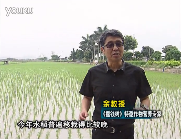 20160530珠江臺搖錢(qián)樹(shù)：水稻撒微補倍力、噴苗力，返青分蘗好，產(chǎn)量高