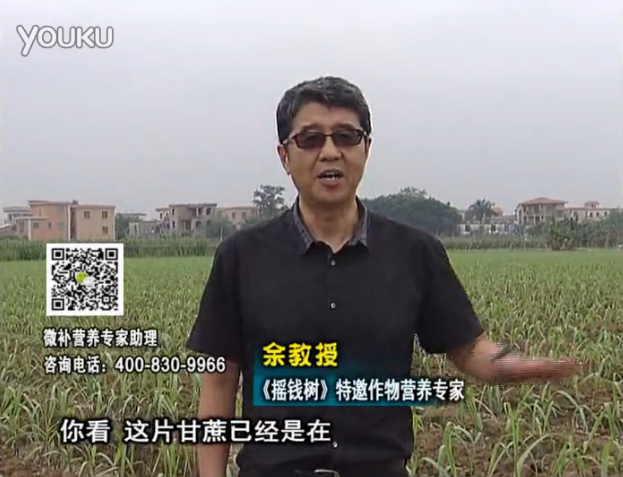 20160530珠江臺搖錢(qián)樹(shù)：甘蔗促根壯苗長(cháng)勢好，淋沖微補根力鈣+精力、撒倍力
