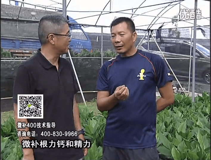 珠江臺搖錢(qián)樹(shù)：盆栽綠植澆施微補根力鈣+精力，促根多長(cháng)勢青綠