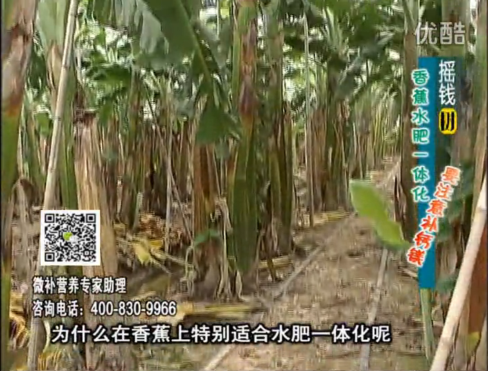 20161107珠江臺搖錢(qián)樹(shù)：香蕉水肥一體化，用微補方案科學(xué)施肥