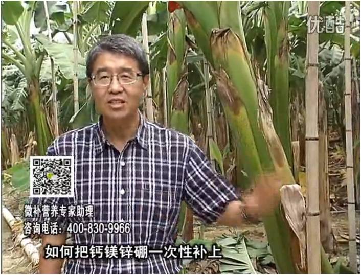 20161121珠江臺搖錢(qián)樹(shù)：香蕉撒施微補倍力，促根壯長(cháng)、預防黃葉、提高產(chǎn)量