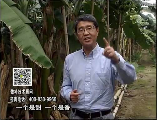 20170327珠江臺搖錢(qián)樹(shù)：香蕉噴施微補果力+碧力+壯力、撒微補倍力，提高品質(zhì)、同時(shí)減肥提產(chǎn)