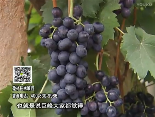 20170501珠江臺搖錢(qián)樹(shù)：葡萄用微補方案，品質(zhì)高，賣(mài)價(jià)好