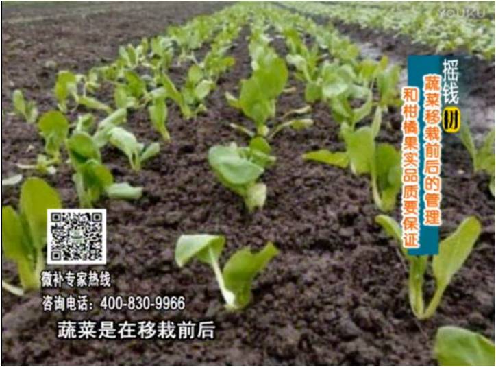 20170814珠江臺搖錢(qián)樹(shù)：蔬菜澆施微補，調酸促根，健壯長(cháng)勢