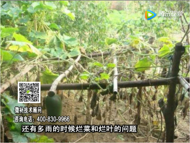 20170911珠江臺搖錢(qián)樹(shù)：蔥干尖蔬菜爛葉早衰？