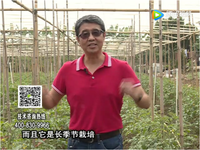 20171120珠江臺搖錢(qián)樹(shù)：番茄如何增產(chǎn)增收？