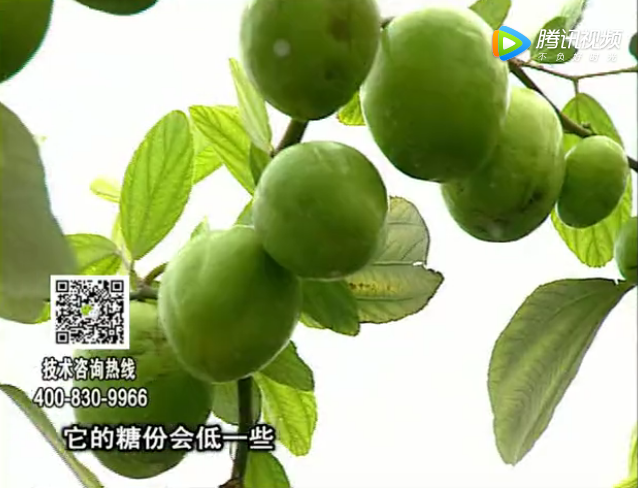 20171204珠江臺搖錢(qián)樹(shù)：青棗膨果增甜如何做？