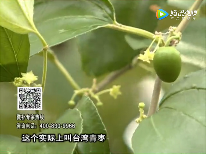 20171106珠江臺搖錢(qián)樹(shù)：青棗果大清甜如何種？