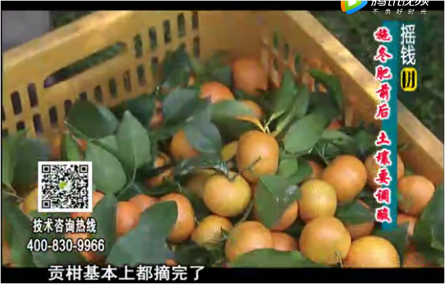 20180101珠江臺搖錢(qián)樹(shù)：柑橘土壤酸化怎么辦？