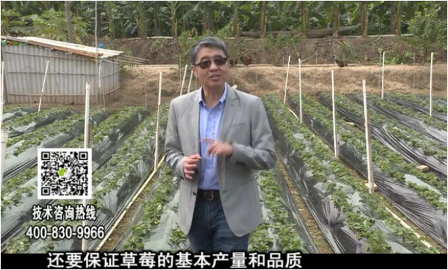 20180108珠江臺搖錢(qián)樹(shù)：草莓苗弱膨果增甜如何做？